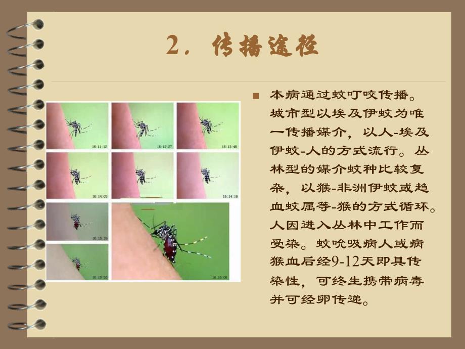 黄热病毒认识简介课件_第4页