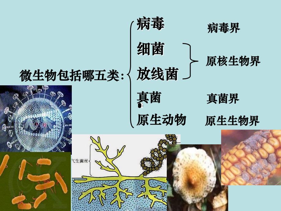 高中生物选修微生物实验室培养_第2页