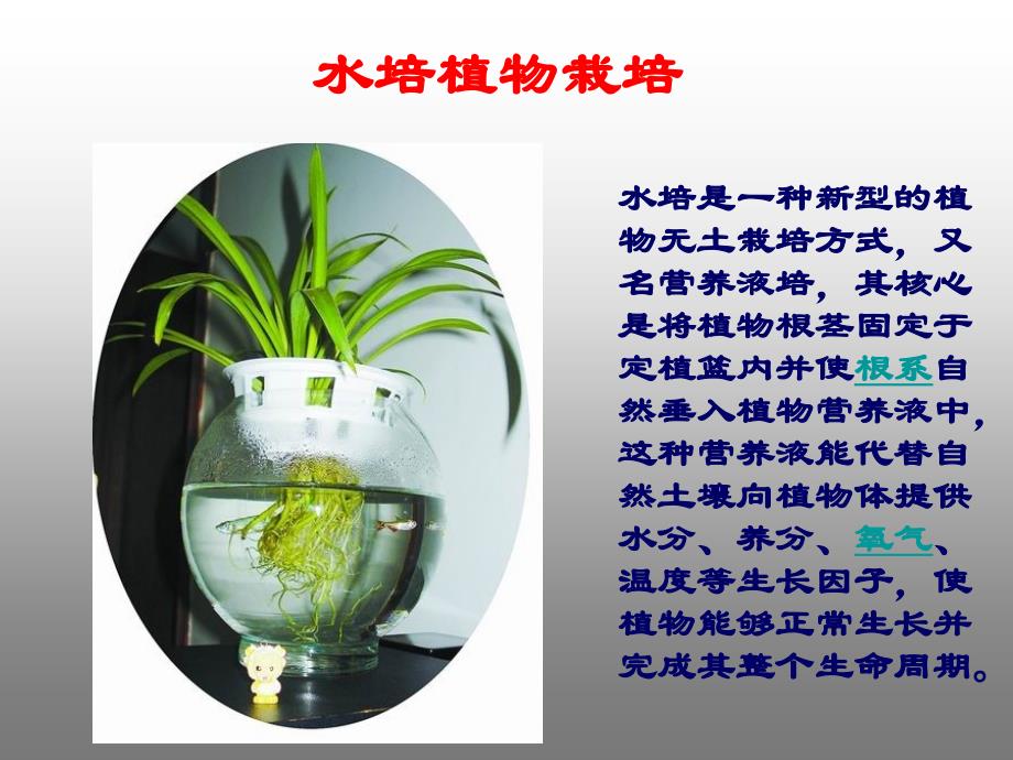 水培植物的维护保养_第1页