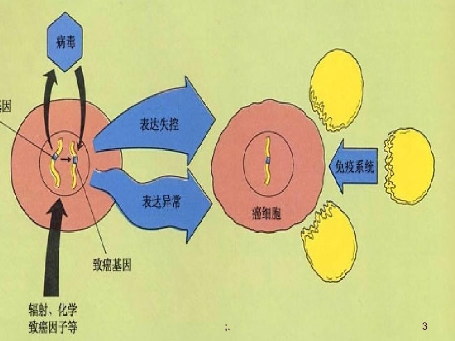 早期胃癌ppt课件_第3页