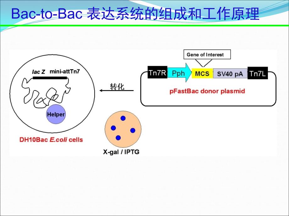 杆状病毒表达系统 杆状病毒滴度测定 全攻略_第4页