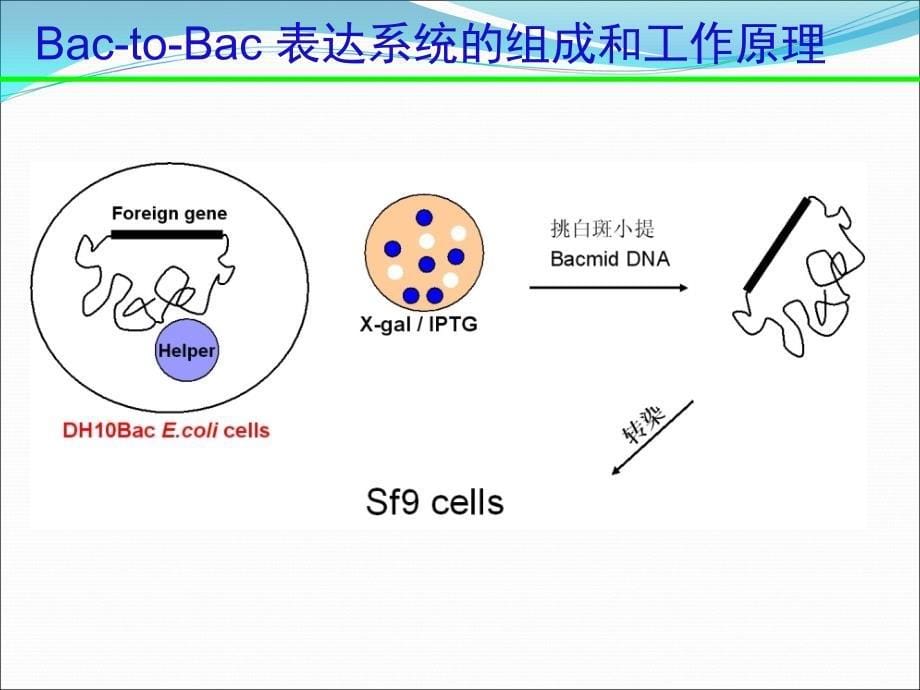 杆状病毒表达系统 杆状病毒滴度测定 全攻略_第5页