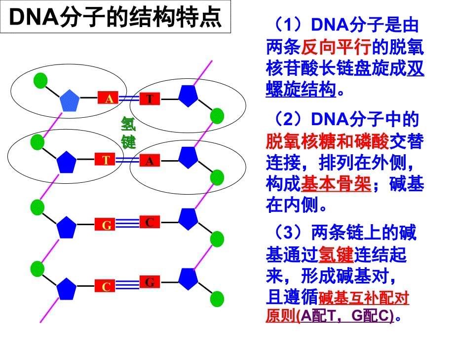 DNA分子结构与复制(复习课)课件_第5页