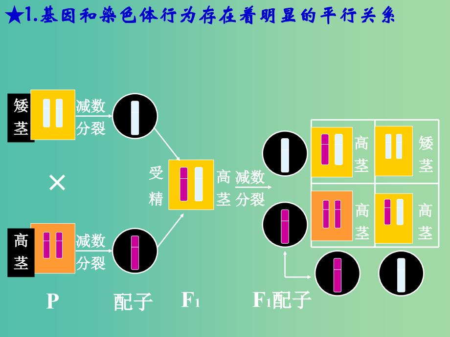 山东省沂水县高中生物 第二章 基因和染色体的关系 2.2 基因在染色体上和伴性遗传复习课件 新人教版必修2.ppt_第3页