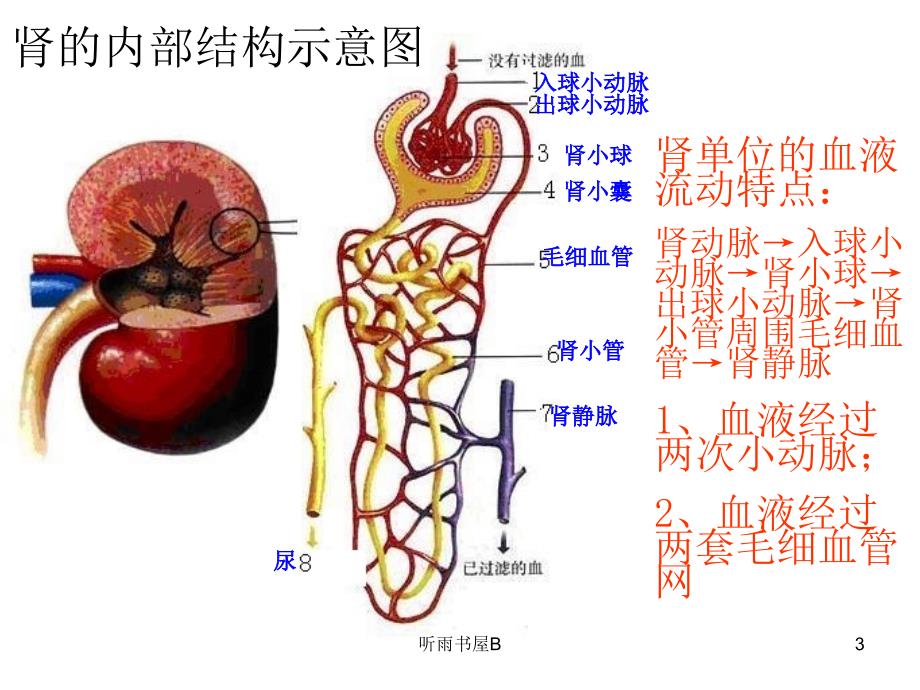 筹五章人体内废物的排出复习课件学习材料_第3页