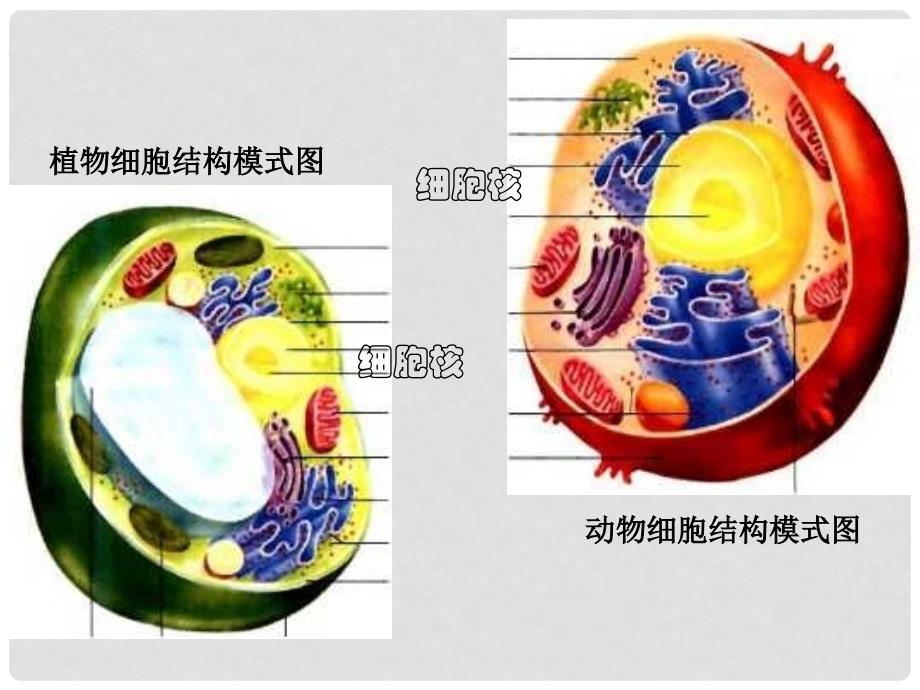 河北省南宫市高中生物 第三章 细胞的基本结构 3.3 细胞核课件 新人教版必修1_第2页