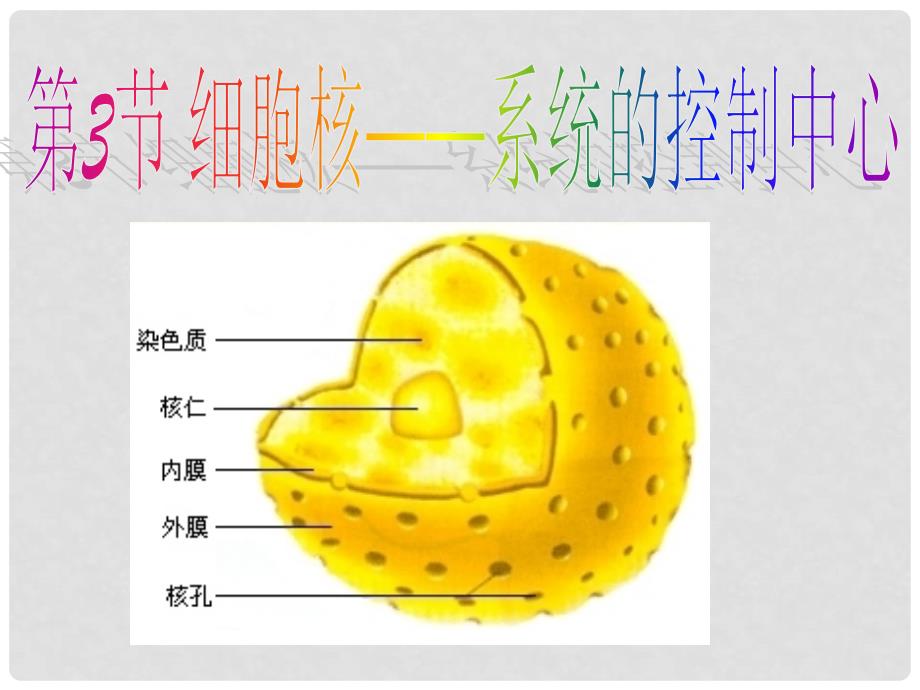 河北省南宫市高中生物 第三章 细胞的基本结构 3.3 细胞核课件 新人教版必修1_第3页