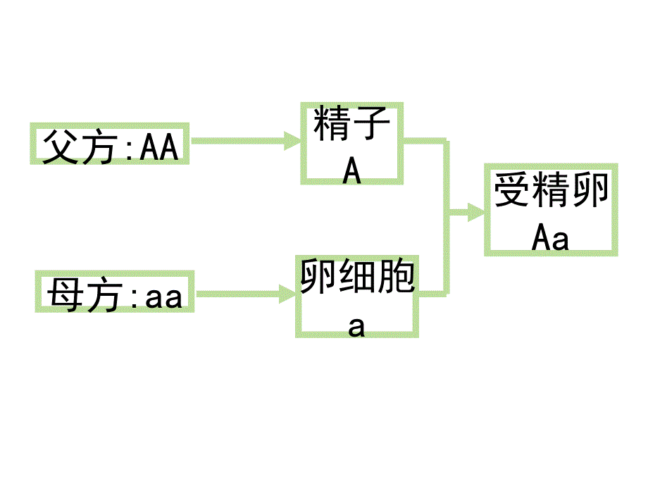 （猫）基因的显性和隐性_第3页