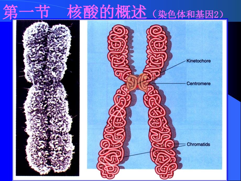 天津大学生物化学05五章课件核酸化学_第4页