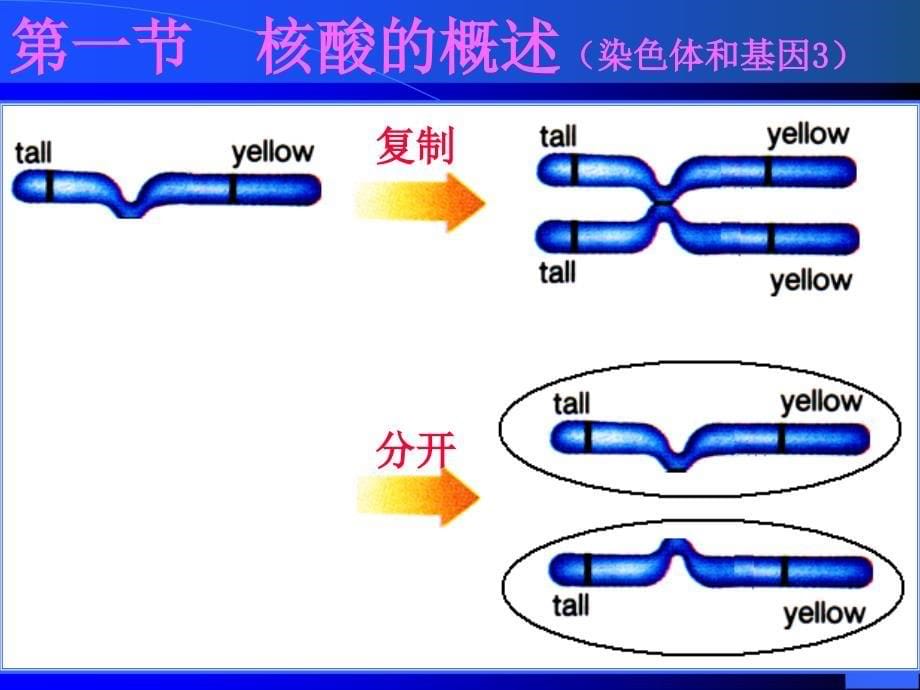 天津大学生物化学05五章课件核酸化学_第5页