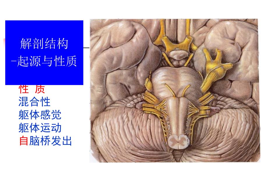 三叉神经痛与面神经麻痹_第4页