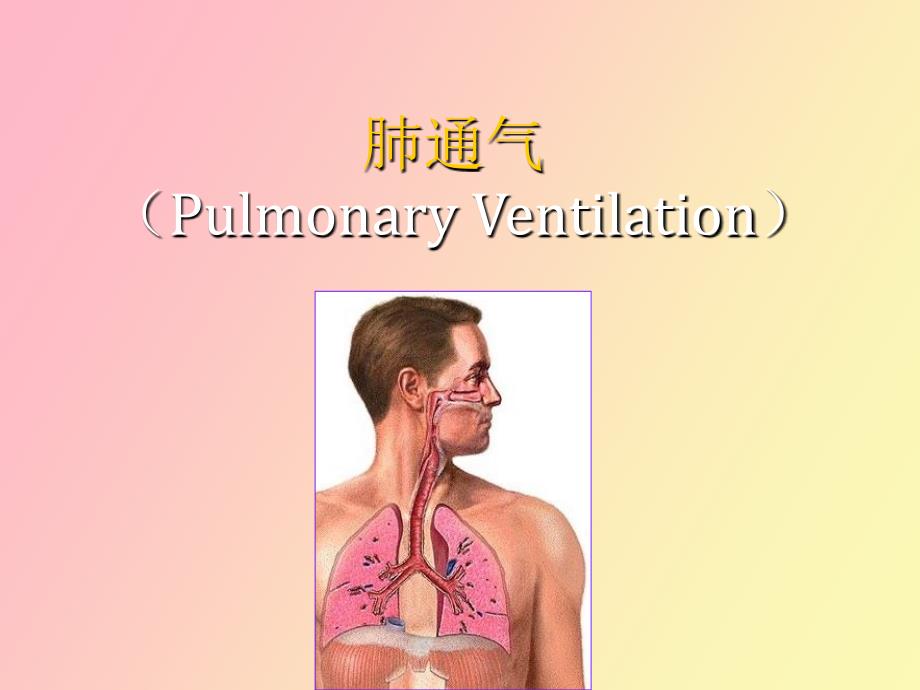 生理学呼吸生理_第3页