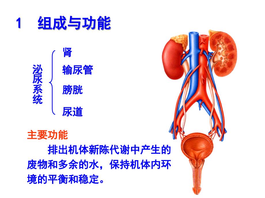 泌尿系解剖介绍_第2页