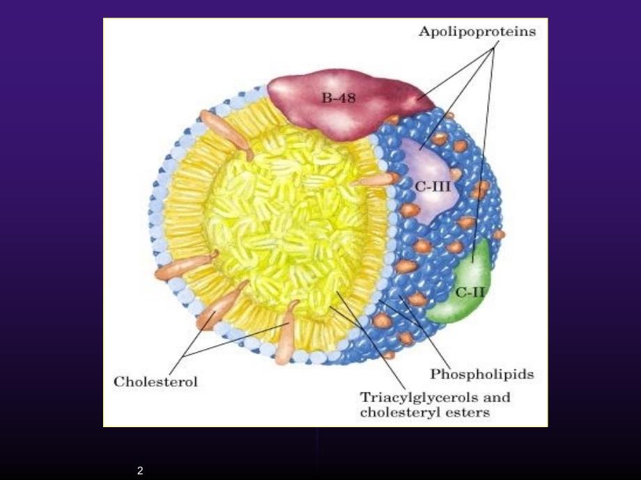 诊断学血脂检查参考PPT_第2页