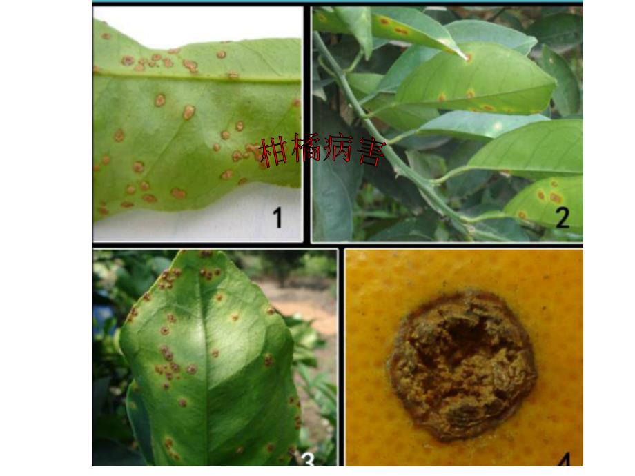 [农学]柑橘病害_第1页