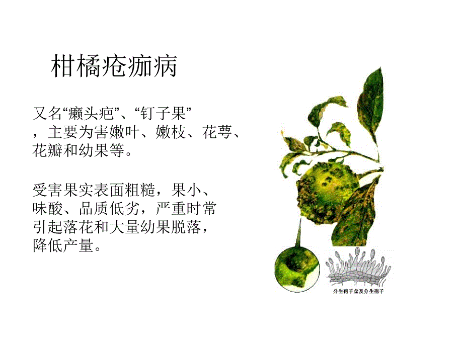 [农学]柑橘病害_第3页