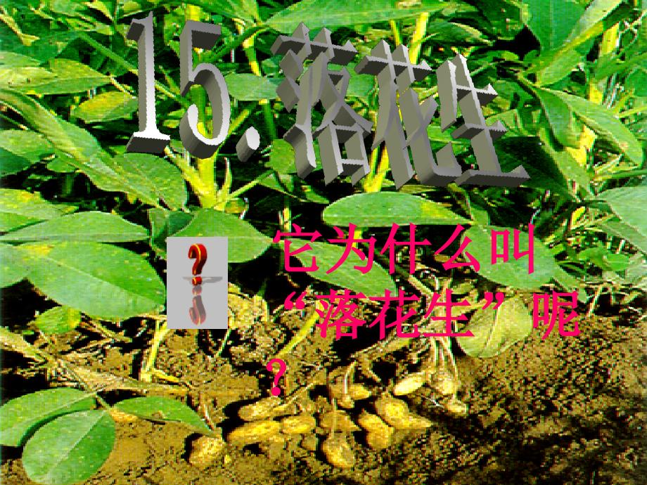 《落花生》 (2)_第1页