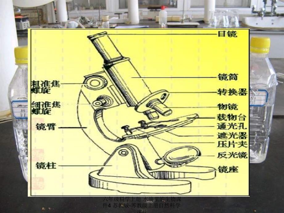 最新六年级科学上册水滴里的生物课件4苏教版苏教级上册自然科学课件_第4页