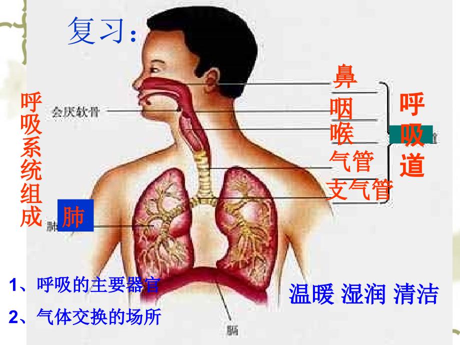 发生在肺部的气体交换_第1页