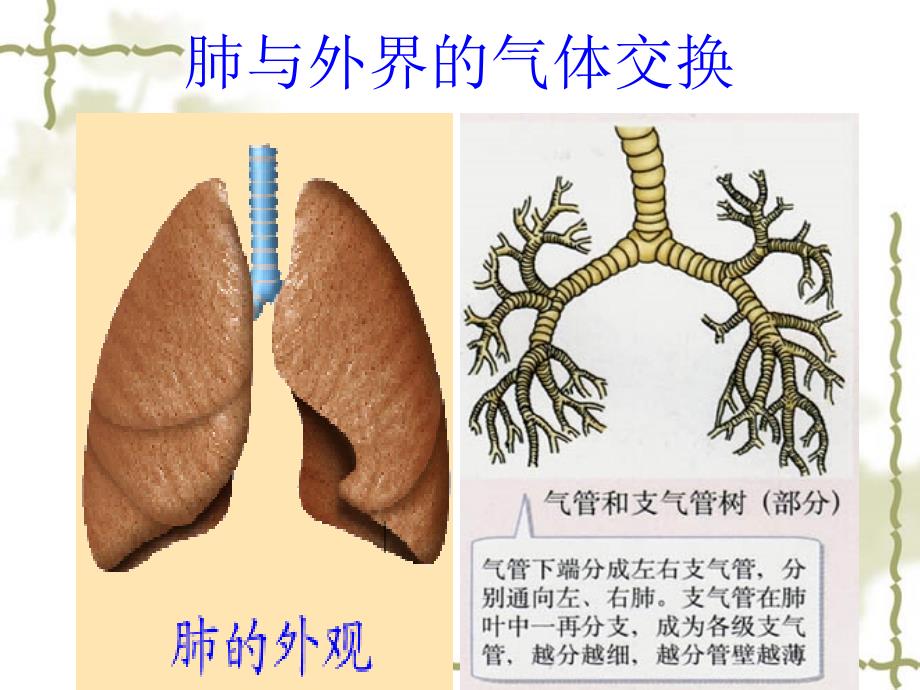 发生在肺部的气体交换_第4页