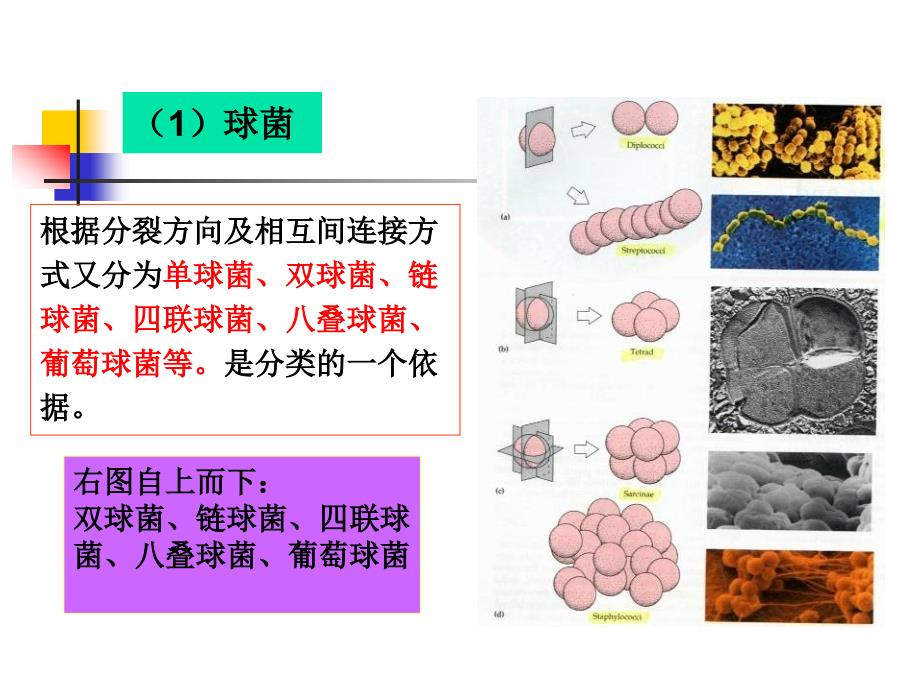 原核微生物第二节细菌_第3页