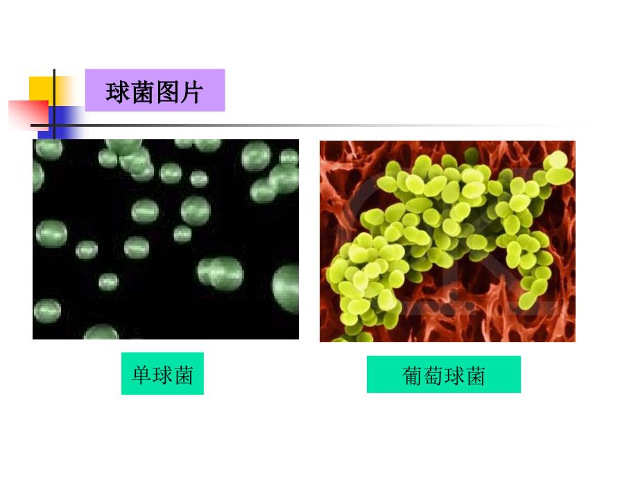 原核微生物第二节细菌_第4页