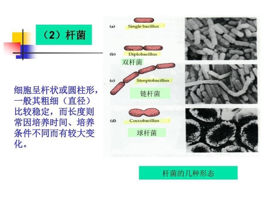 原核微生物第二节细菌_第5页