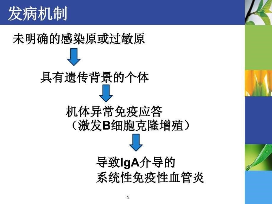 过敏性紫癜性肾炎课件_第5页