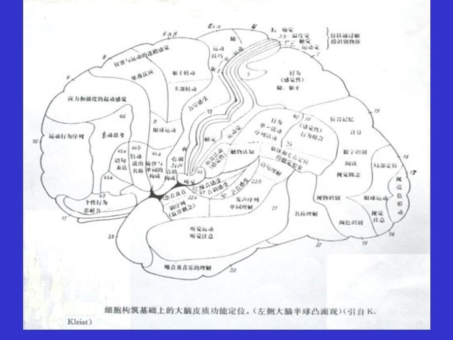 开颅手术切口设计_第5页