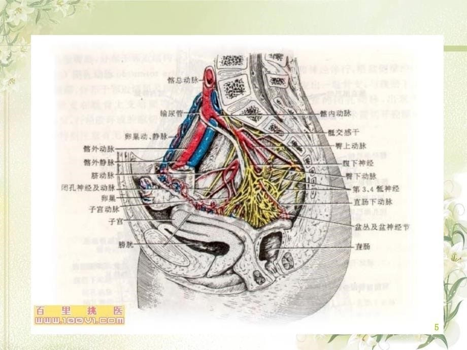 骨盆骨折的并发症护理ppt课件.ppt_第5页