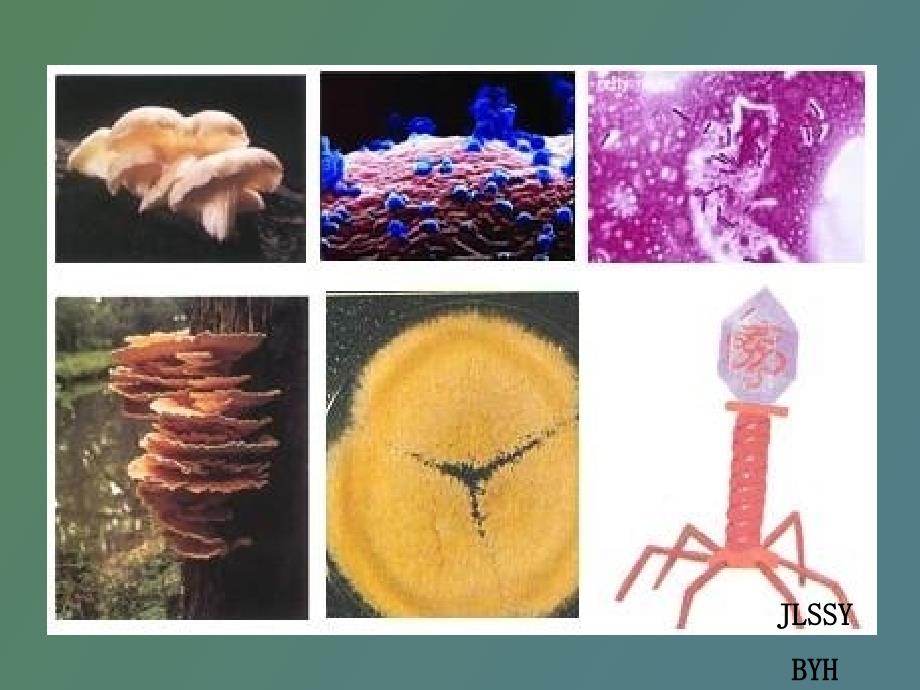 超详细分解纤维素的微生物的分离_第1页