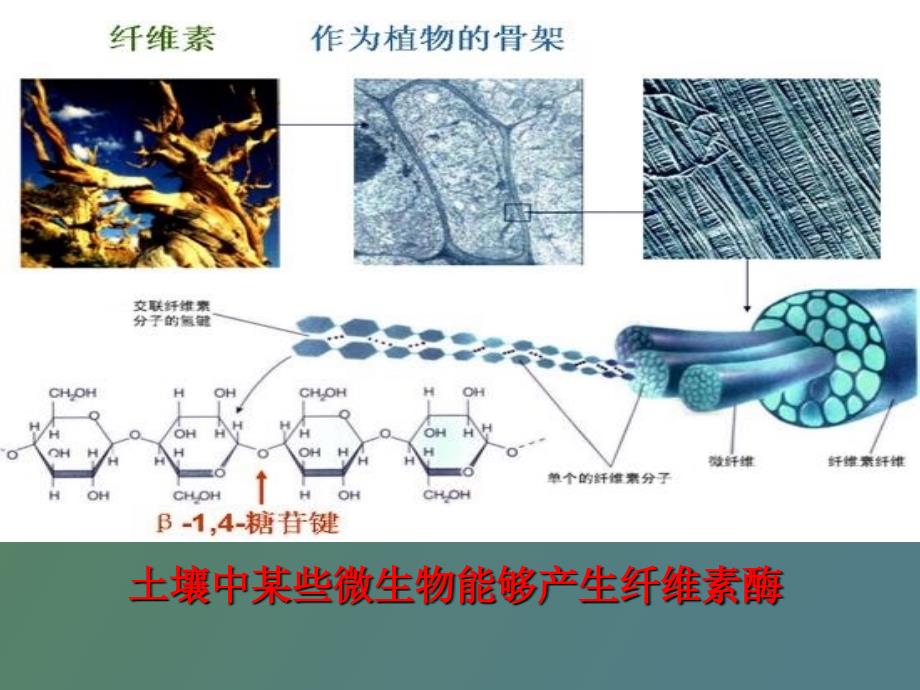 超详细分解纤维素的微生物的分离_第2页