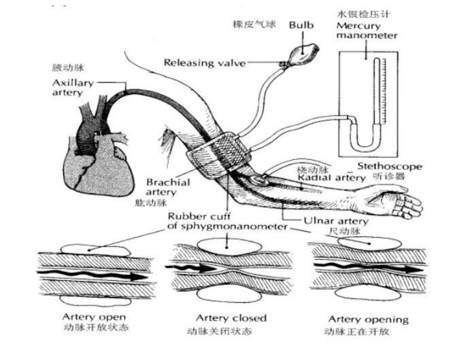 人体血压测量_第4页