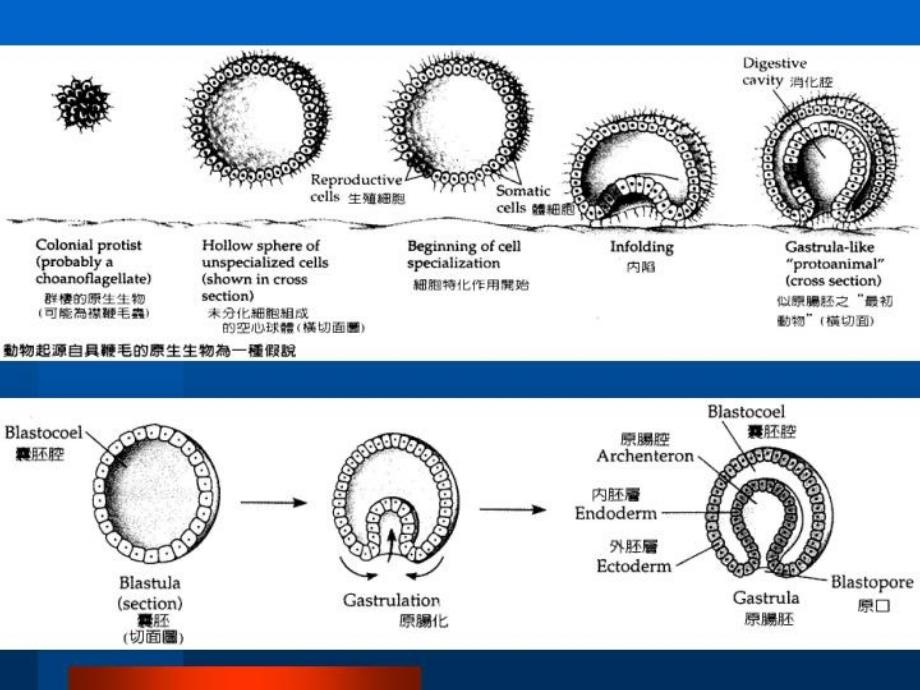 总担、棘皮、半索动物门-1上课用_第4页