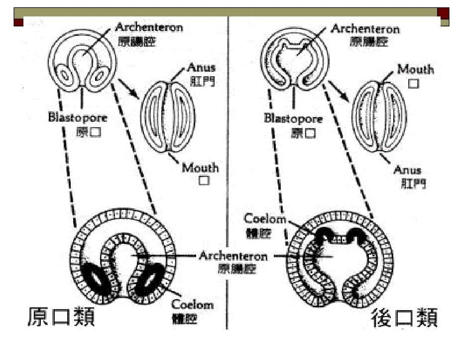 总担、棘皮、半索动物门-1上课用_第5页