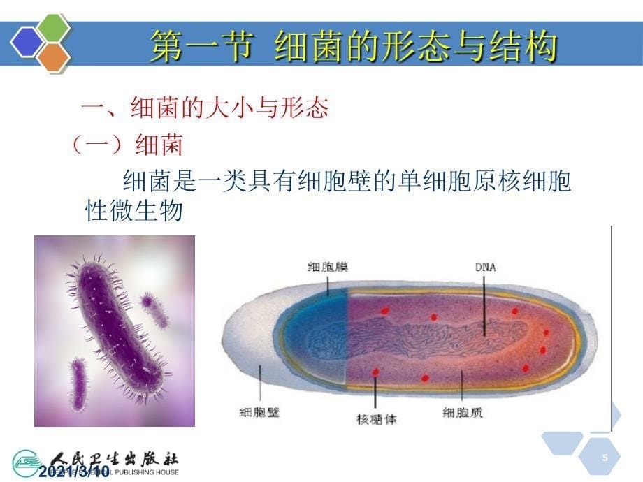 病原生物与免疫学中职02细菌概述_第5页