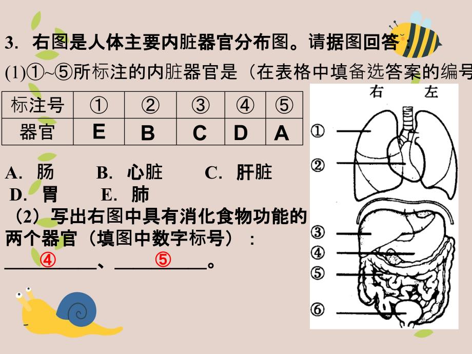 八年级生物第一学期试验本第1章第一节人体是怎样构成的第三课时课件上海版课件_第3页