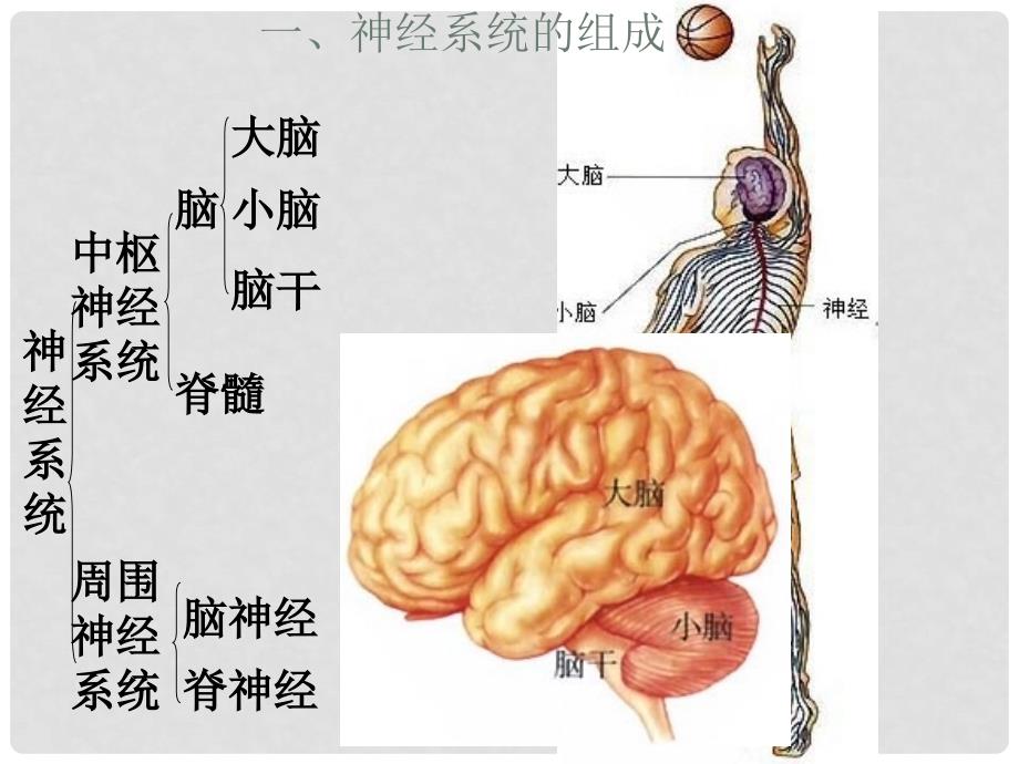 七年级生物下册 第六章 第二节 神经系统的组成课件 新人教版_第4页