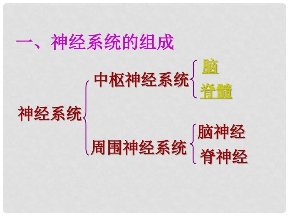 七年级生物下册 第六章 第二节 神经系统的组成课件 新人教版_第5页