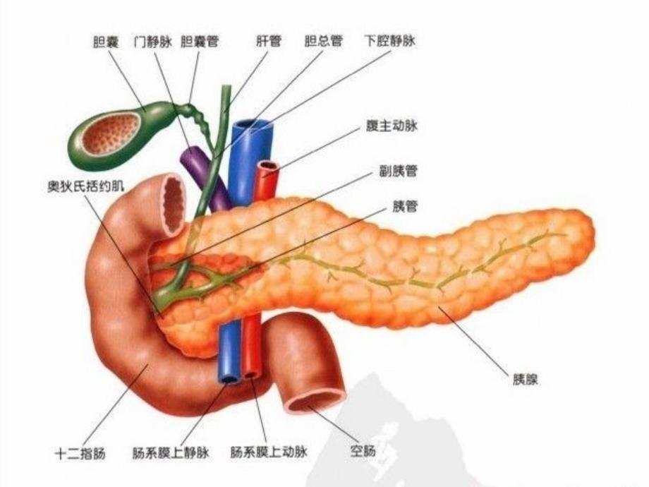 最新：重症胰腺炎文档资料_第1页