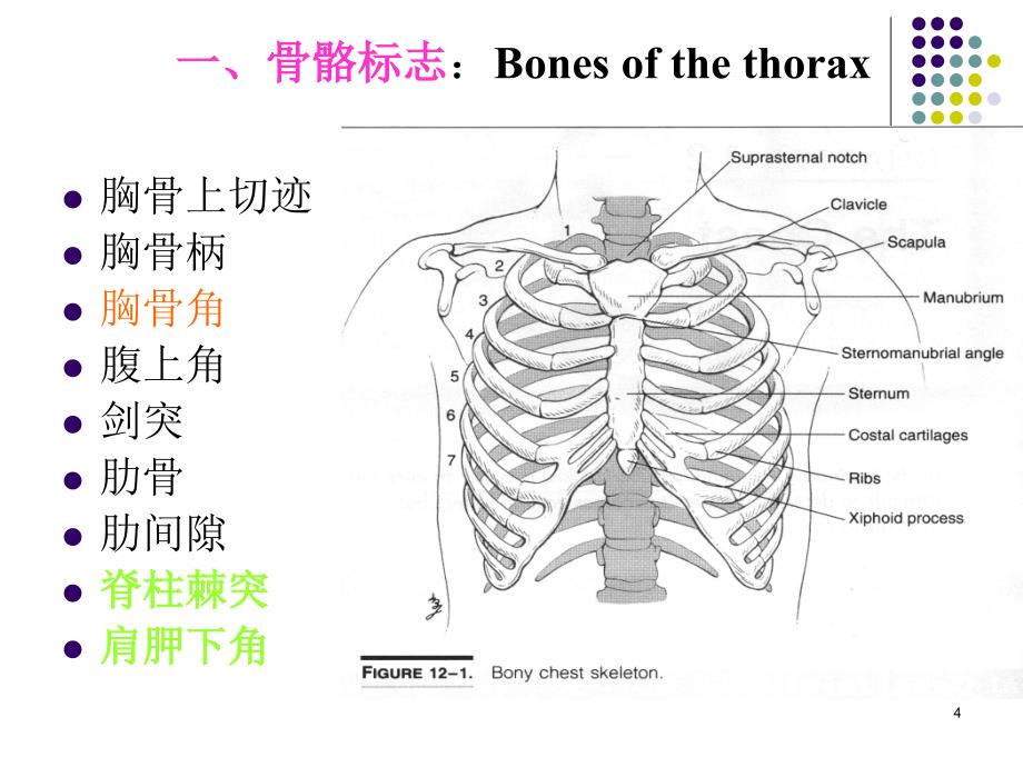 胸部查体PPT课件.ppt_第3页