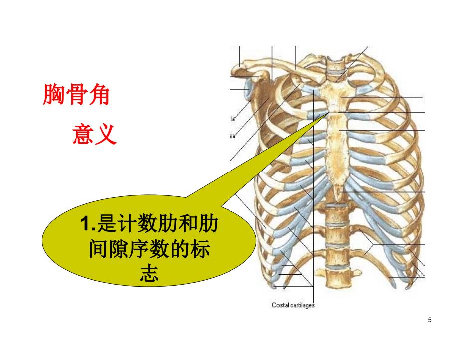 胸部查体PPT课件.ppt_第4页