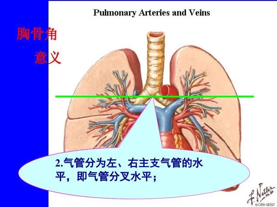 胸部查体PPT课件.ppt_第5页