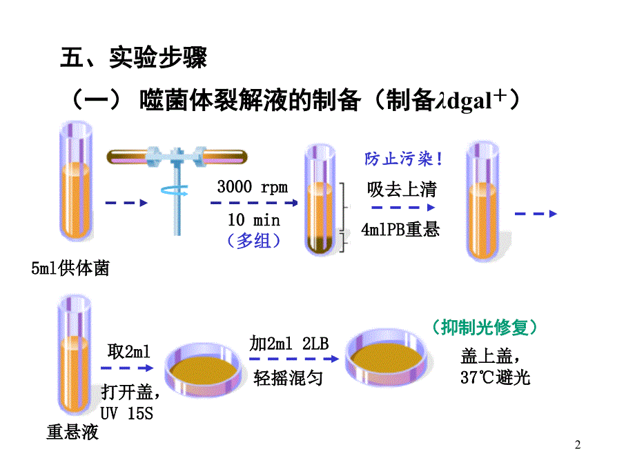 上海交通大学遗传学实验PPT实验七细菌转导_第2页