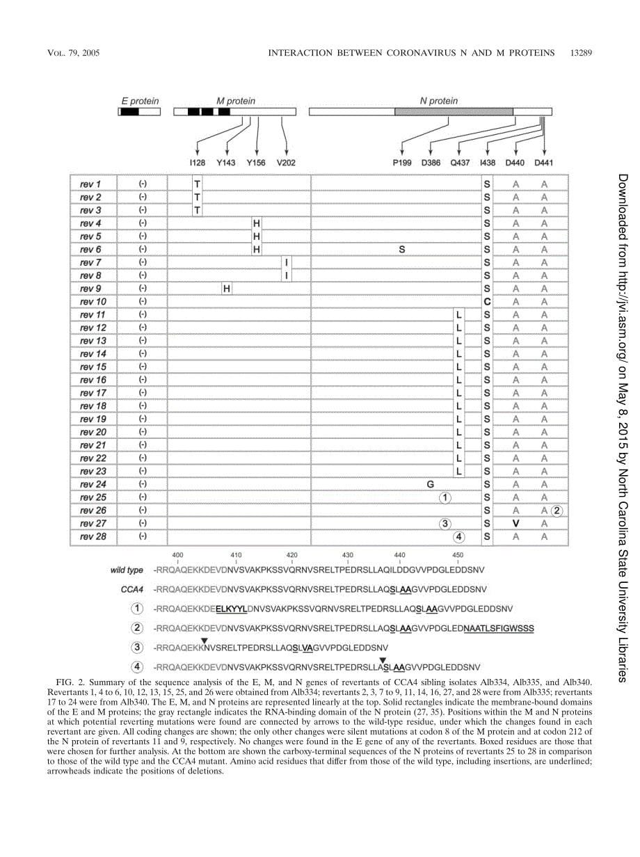 【病毒外文文献】2005 A Major Determinant for Membrane Protein Interaction Localizes to the Carboxy-Terminal Domain of the Mouse Coronavi_第5页