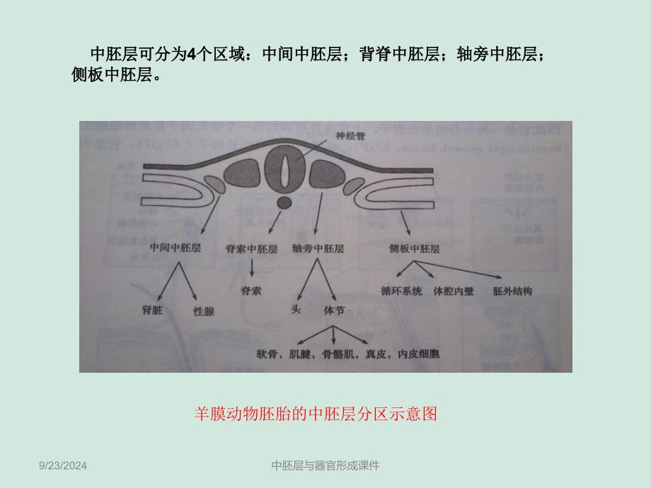 中胚层与器官形成课件_第2页