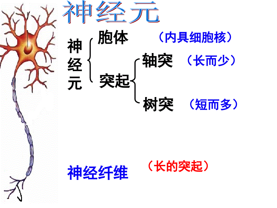 人教版教学课件浙江省建德市新安江高级中学生物必修三22神经系统的结构和功能课件PPT文档_第2页