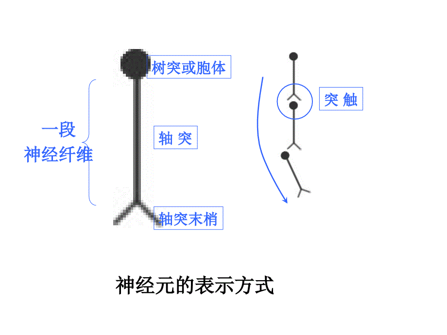 人教版教学课件浙江省建德市新安江高级中学生物必修三22神经系统的结构和功能课件PPT文档_第3页