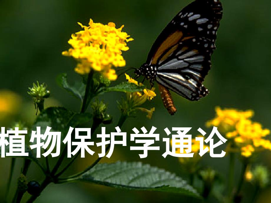 植物保护学通论：第5章地下害虫_第1页