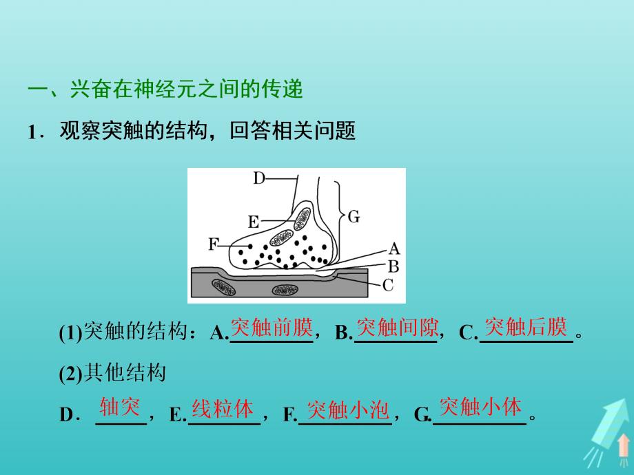 高中生物第2章第1节第2课时通过神经系统的调节二课件新人教必修_第2页